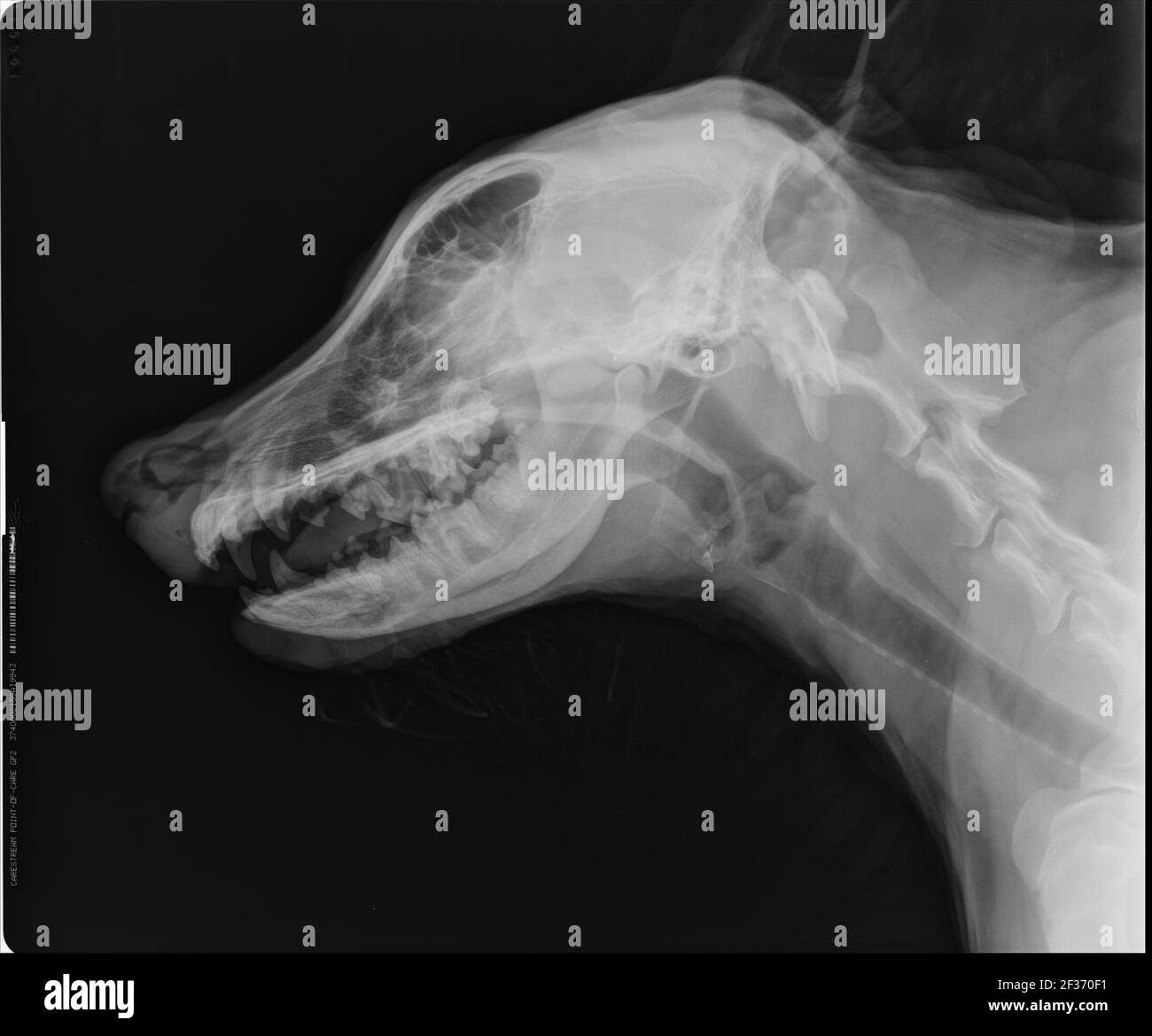 Dog X Ray Lateral Head and Neck Radiograph Stock Photo