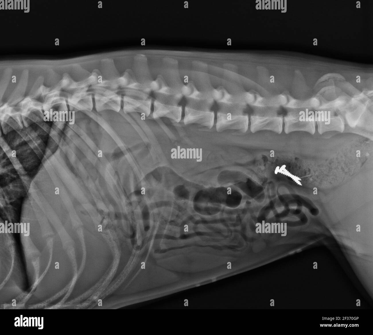 Dog X Ray. Foreign Body in Dog Colon. Two Screws in Dog Abdomen Stock Photo  - Alamy