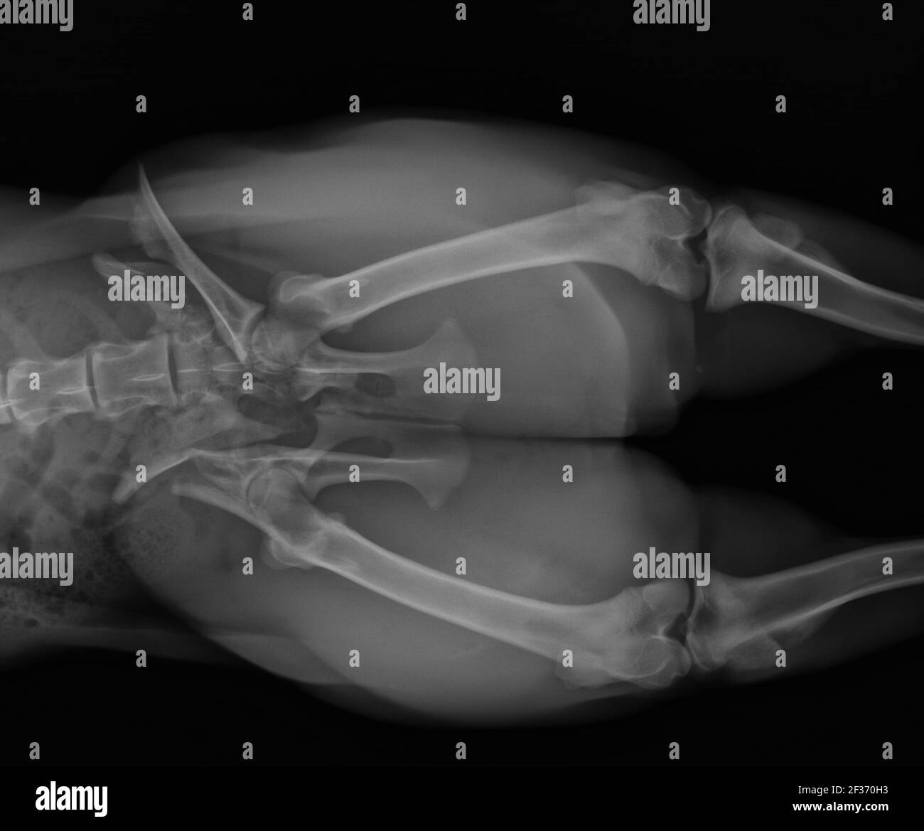 Dog X Ray Showing Pelvic Fracture Stock Photo Alamy