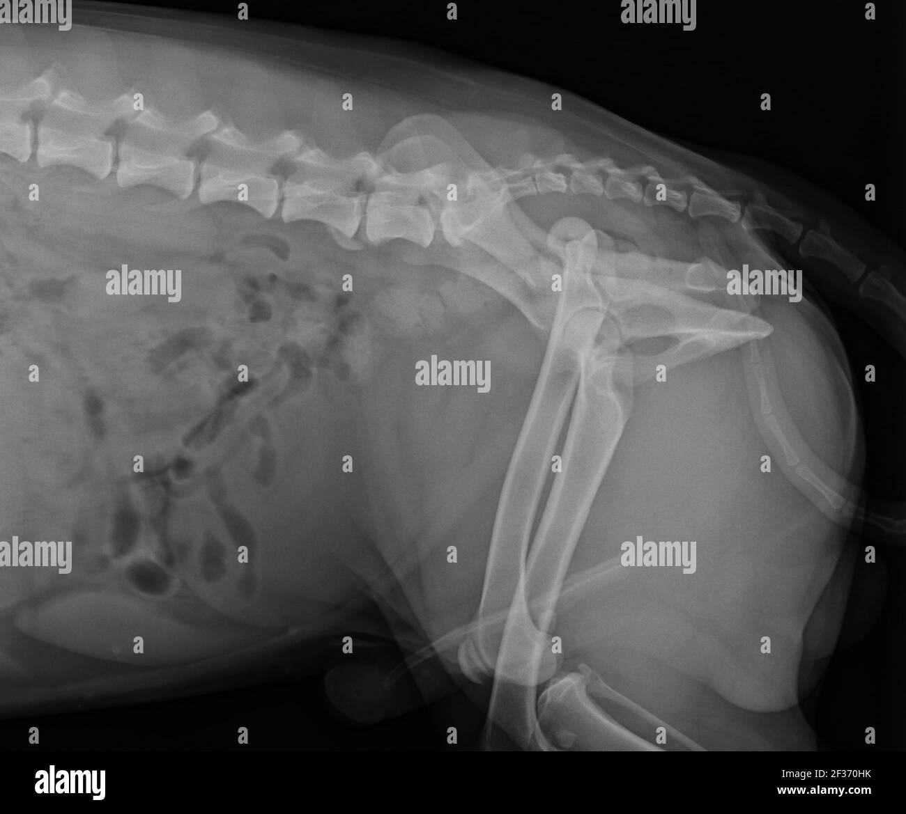 Cat X Ray Herniation of the Intestins Through Abdominal Wall Defect