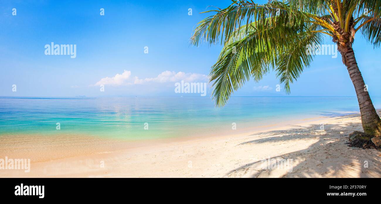 panoramic tropical beach with coconut palm Stock Photo - Alamy