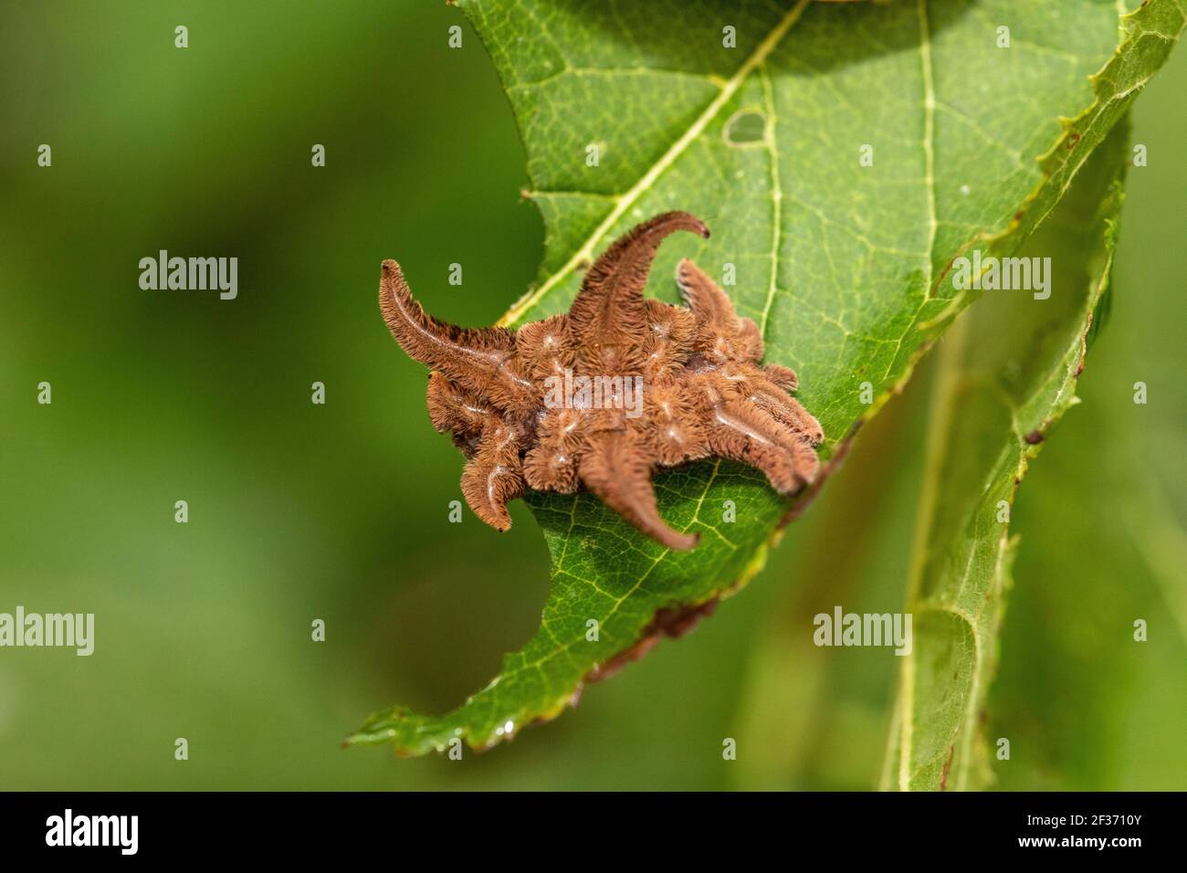 Hag moth caterpillar on plum tree leaf Stock Photo