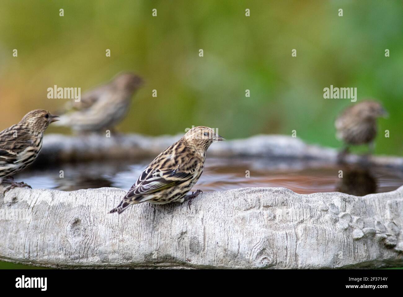 Pine siskins at backyard bird bath Stock Photo