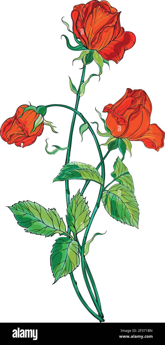 Flower arrangement with red rose flowers. Red Rose Stock Vector Image ...