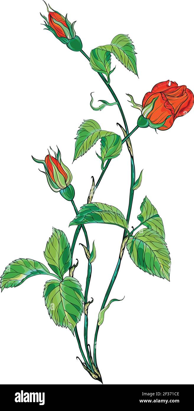 Flower arrangement with red rose flowers. Red Rose Stock Vector Image ...