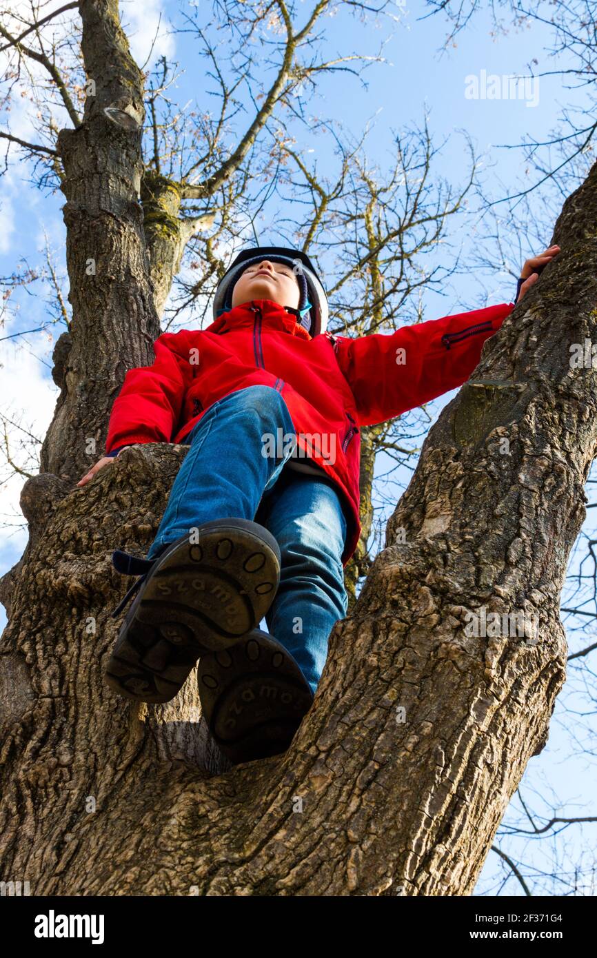 Boy child climbing and sitting in tree in early spring low angle view ...