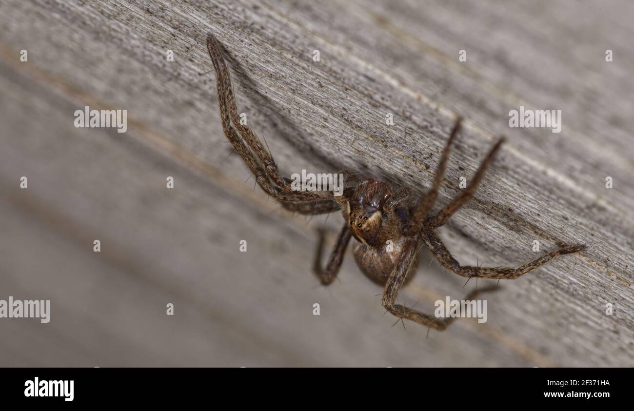 nursery web spider in macro Stock Photo - Alamy