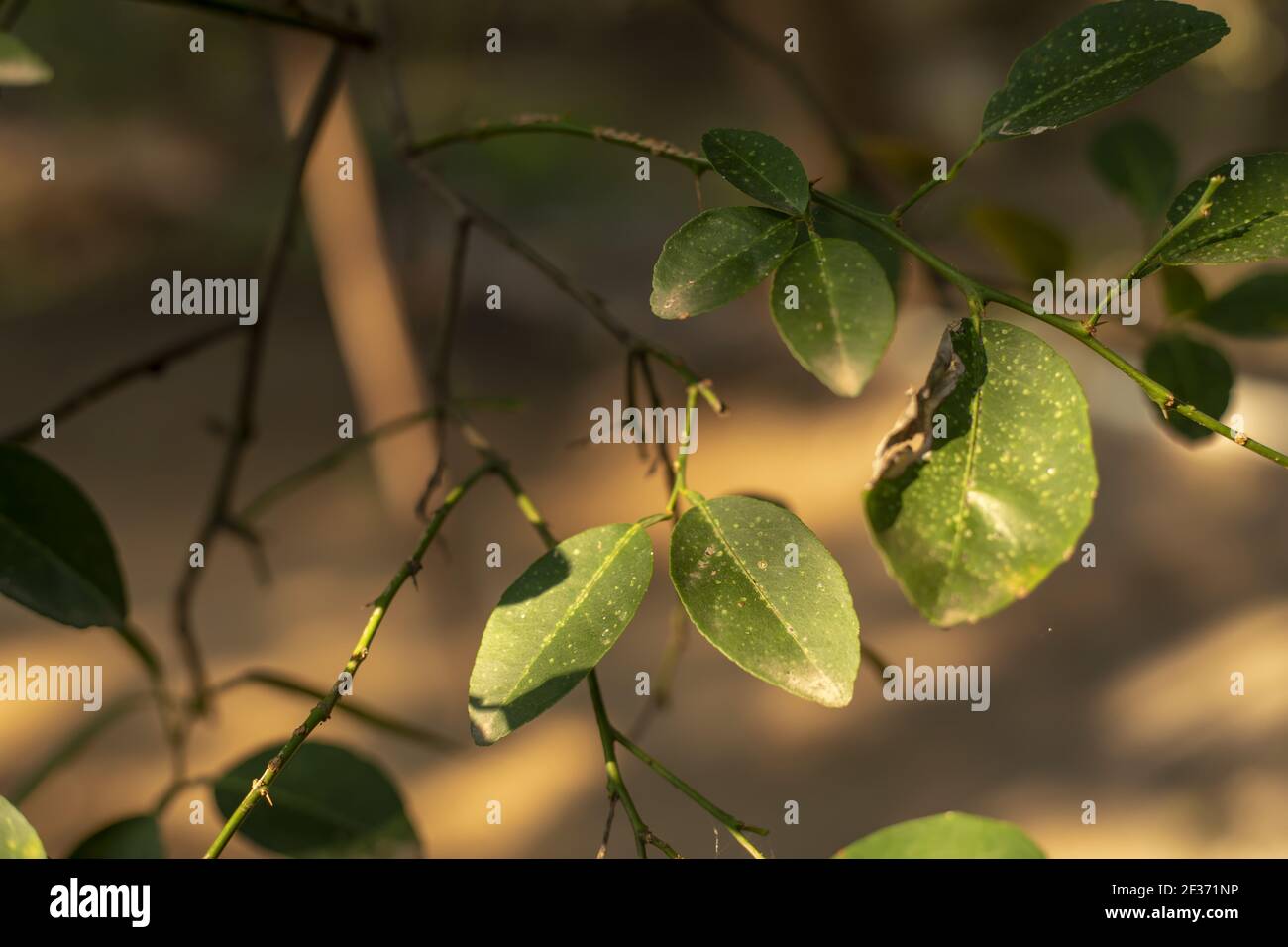 A closeup shot of a branch of small green leaves on a blurred ...