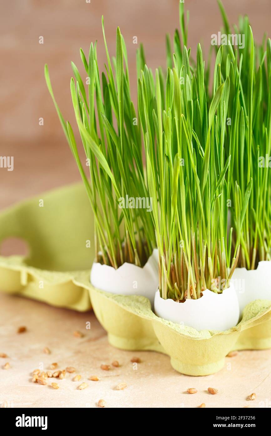 Green wheat sprouts in egg shells in a cardboard tray. Easter decorations. Easter egg. Spring composition. Natural Easter eggs with wheat grass. Styli Stock Photo