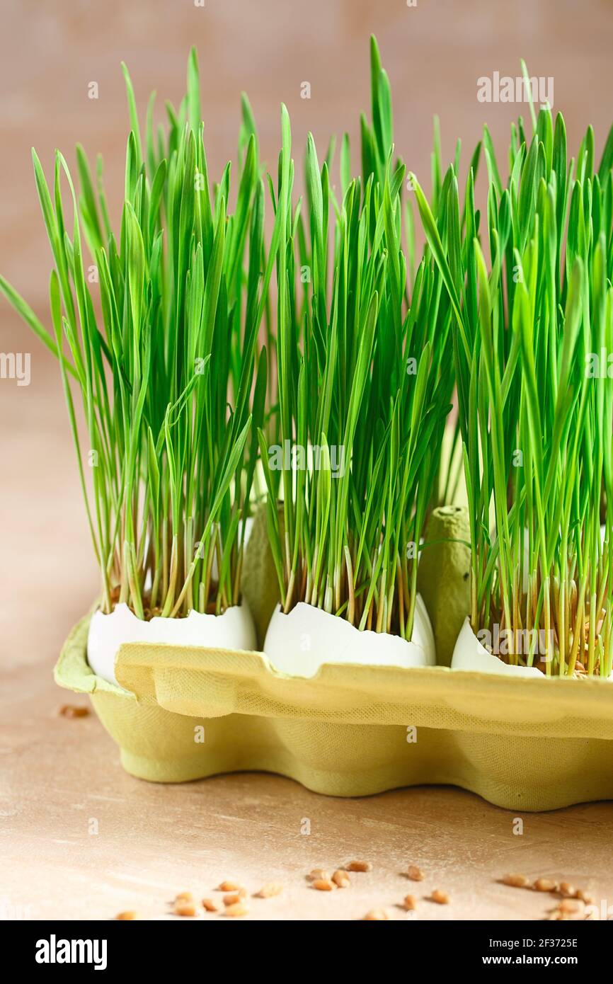 Green wheat sprouts in egg shells in a cardboard tray. Easter decorations. Easter egg. Spring composition. Natural Easter eggs with wheat grass. Styli Stock Photo