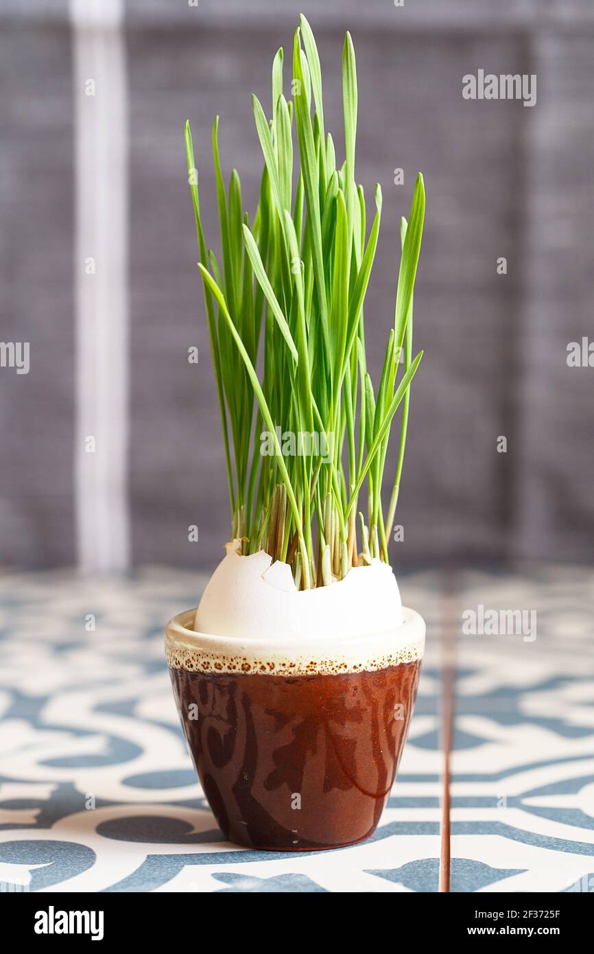 Green wheat sprouts in egg shells in a small ceramic stand. Easter decorations. Easter egg. Spring composition. Natural Easter eggs with wheat grass. Stock Photo