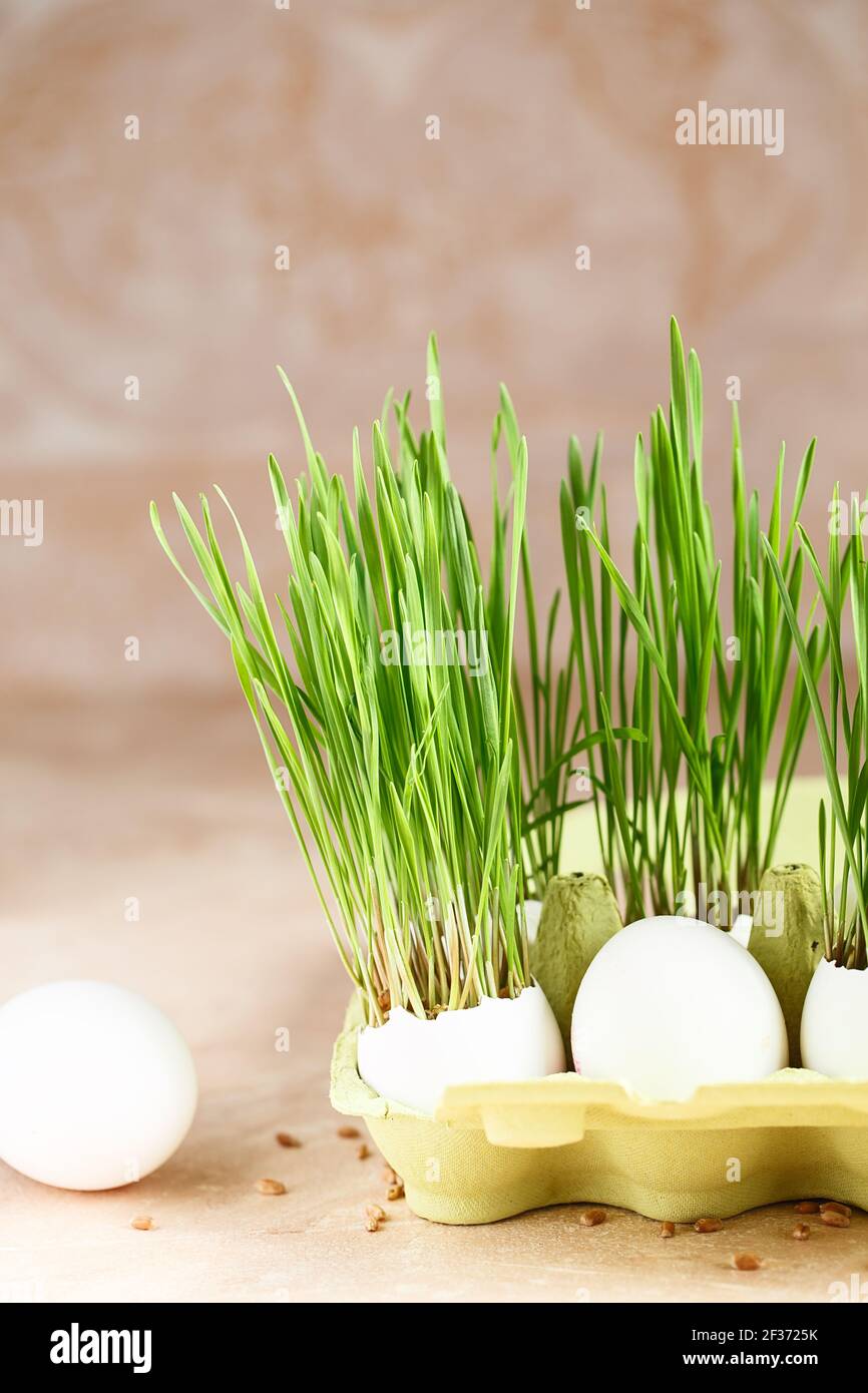Green wheat sprouts in egg shells in a cardboard tray. Easter decorations. Easter egg. Spring composition. Natural Easter eggs with wheat grass. Styli Stock Photo