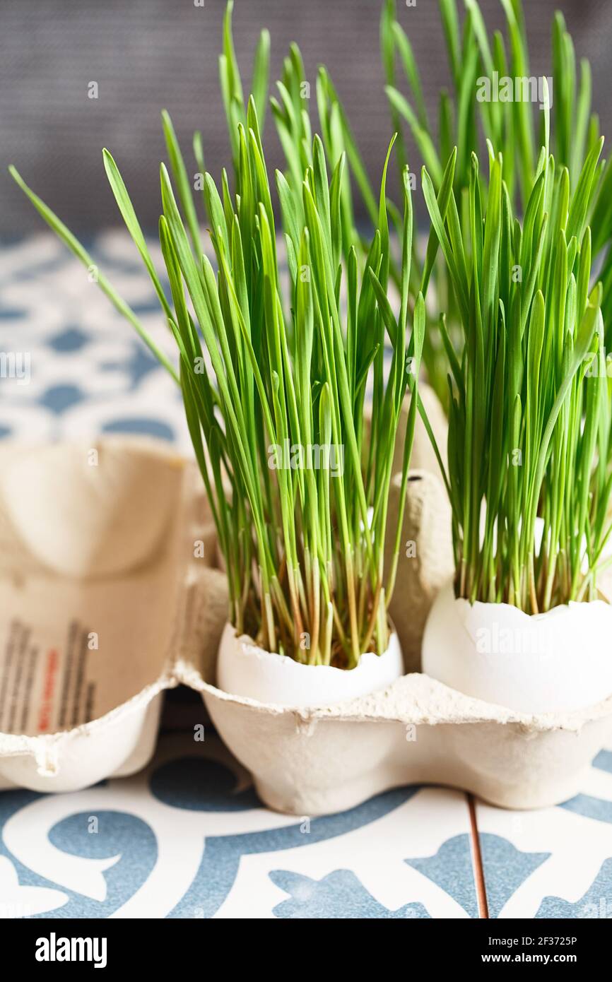 Green wheat sprouts in egg shells in a cardboard tray. Easter decorations. Easter egg. Spring composition. Natural Easter eggs with wheat grass. Styli Stock Photo