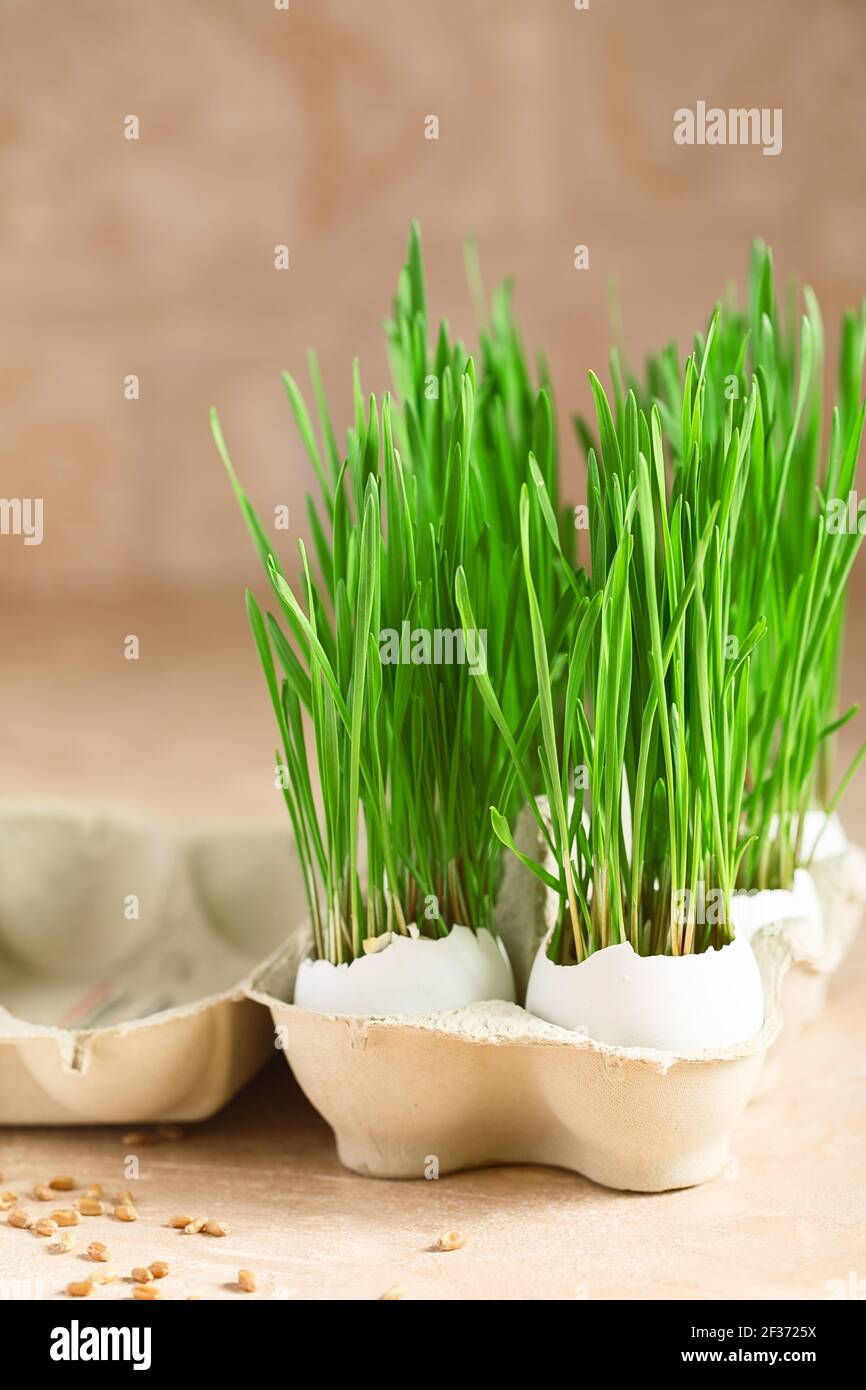 Green wheat sprouts in egg shells in a cardboard tray. Easter decorations. Easter egg. Spring composition. Natural Easter eggs with wheat grass. Styli Stock Photo