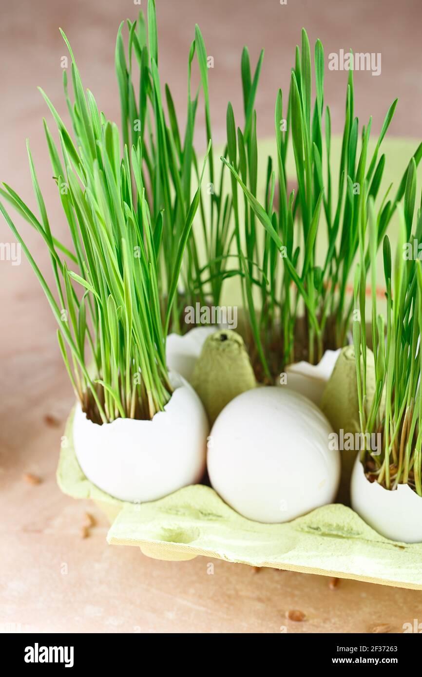 Green wheat sprouts in egg shells in a cardboard tray. Easter decorations. Easter egg. Spring composition. Natural Easter eggs with wheat grass. Styli Stock Photo