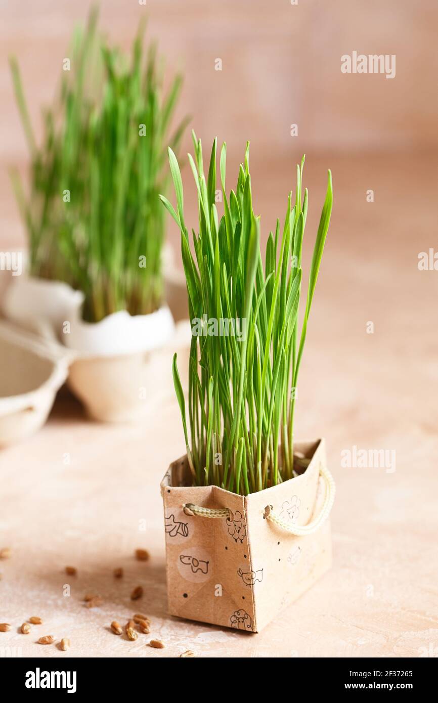 Green wheat sprouts in small paper craft bag. Easter decorations. Easter egg. Spring composition. Natural Easter eggs with wheat grass. Stylish Rural Stock Photo