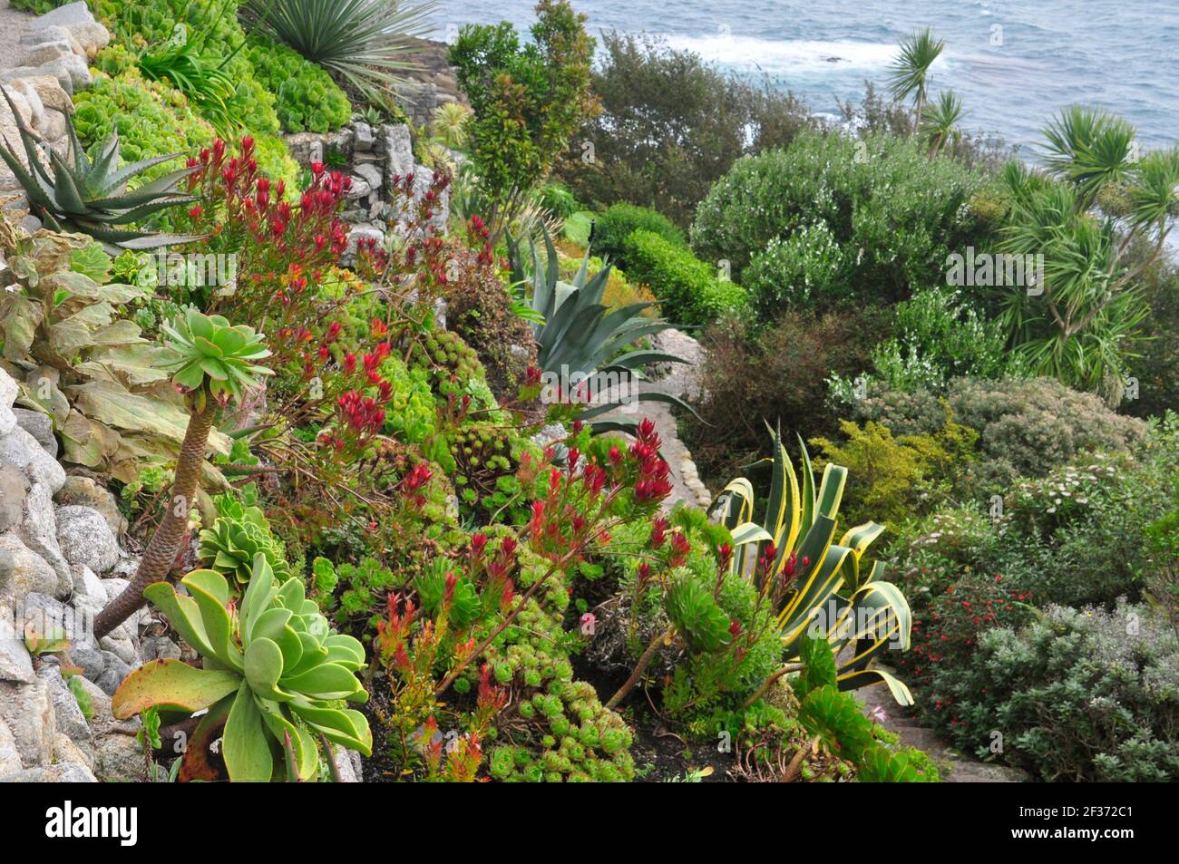 Colourful succulents and sub-tropical plants on the steep rocky gardens on the seaward side of St Michaels Mount off Marazion in Cornwall. UK Stock Photo