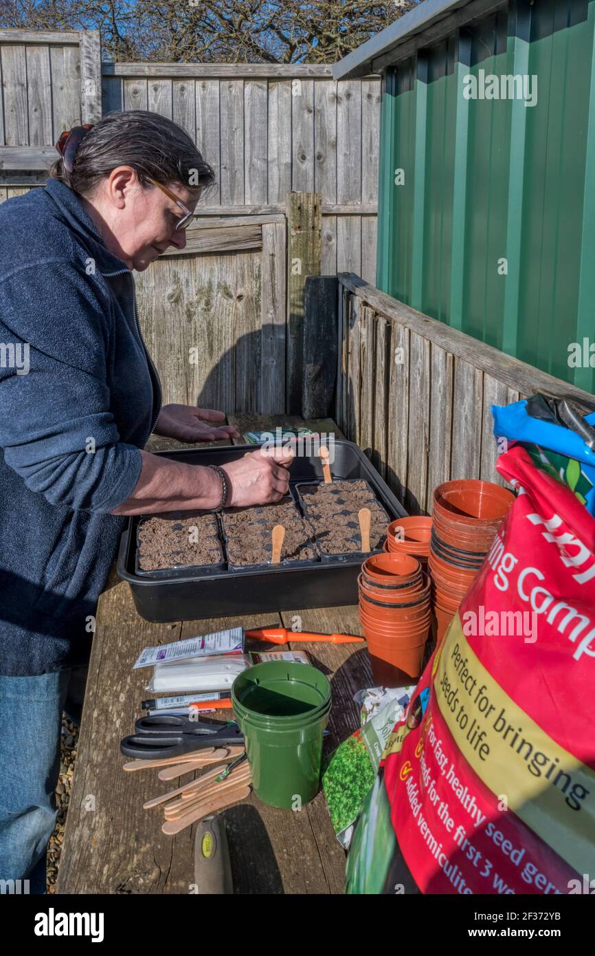 Woman planting seed on her allotment or vegetable garden. Stock Photo