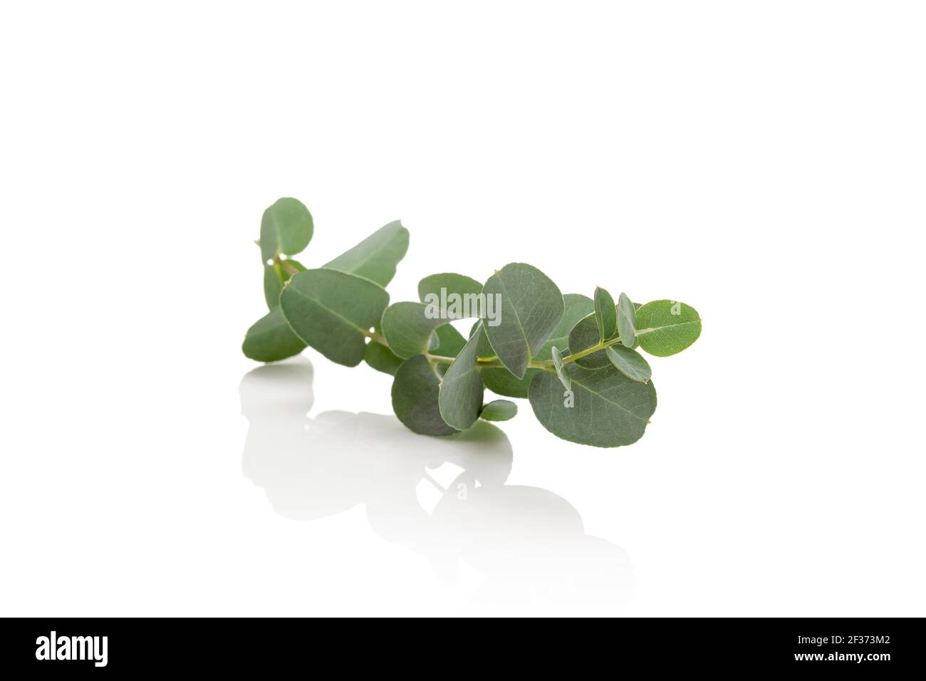 Fresh eucalyptus leaves isolated on white background. Stock Photo