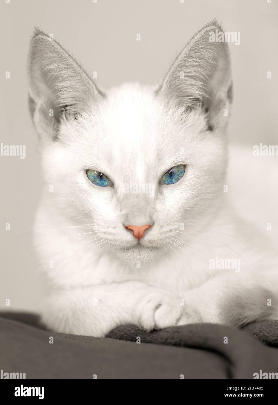 A White kitten is Staring With a Serious Look on Its Face in A Vertical Format Stock Photo