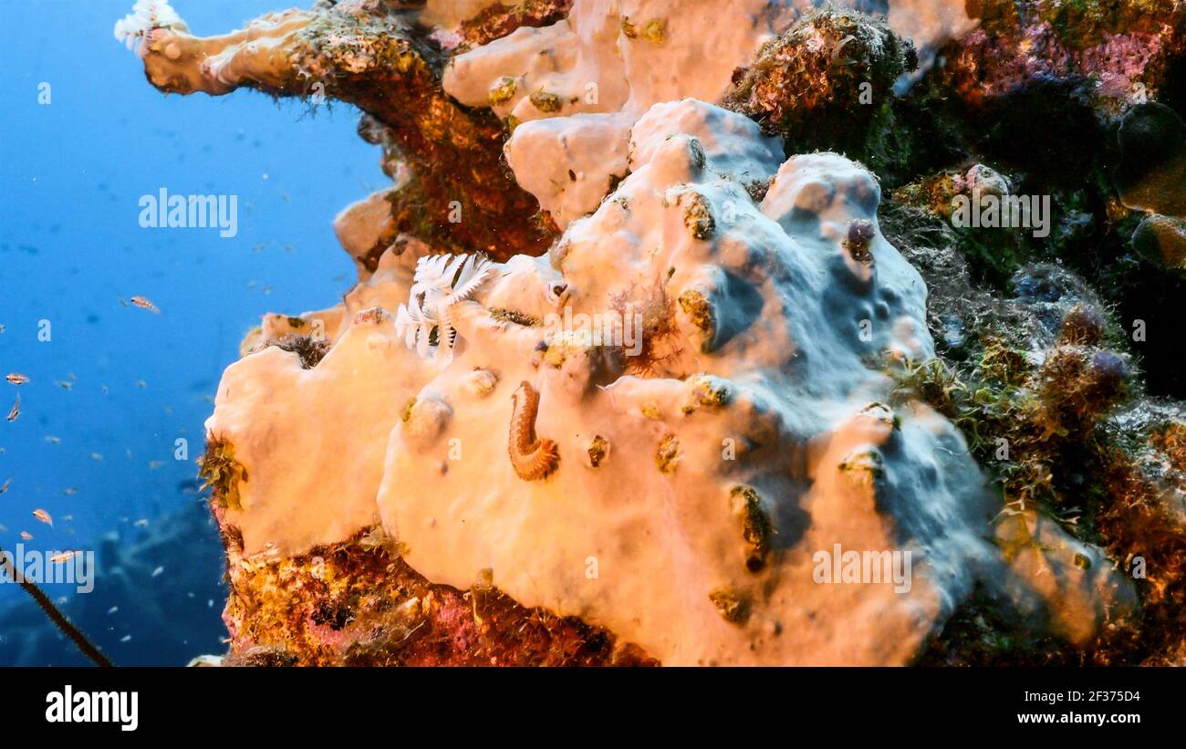 Fireworm in coral reef of Caribbean Sea, Curacao Stock Photo