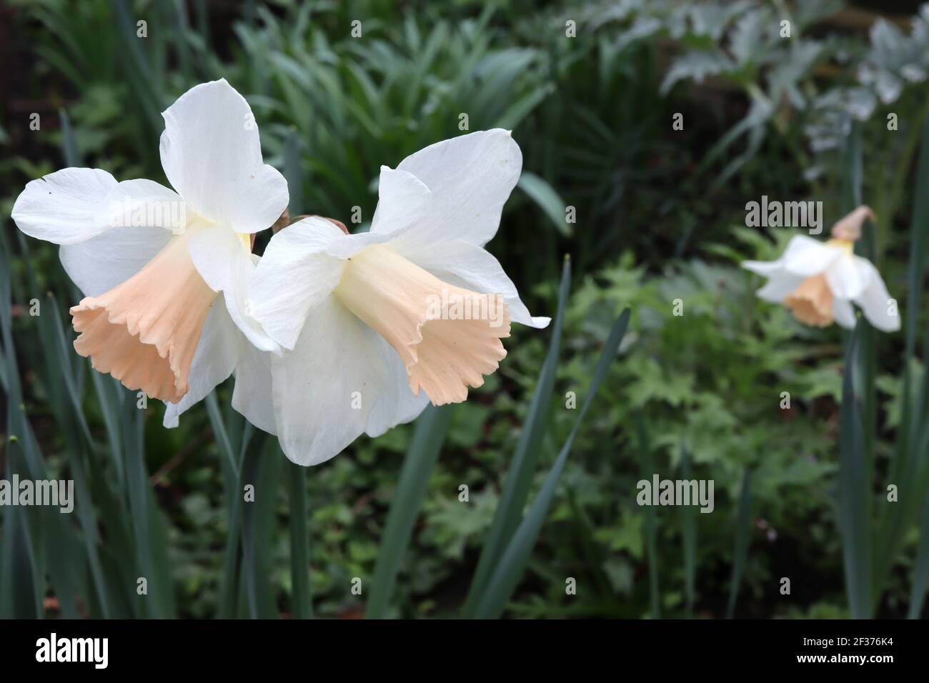 Narcissus ‘Pink Silk’ Division 1 Trumpet Daffodils  Pink Silk daffodil - white petals and pale apricot pink trumpet,  March, England, UK Stock Photo