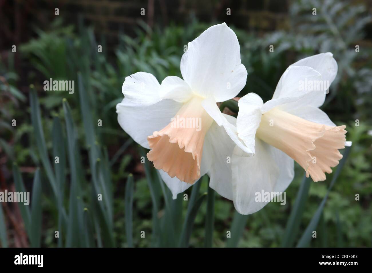 Narcissus ‘Pink Silk’ Division 1 Trumpet Daffodils  Pink Silk daffodil - white petals and pale apricot pink trumpet,  March, England, UK Stock Photo