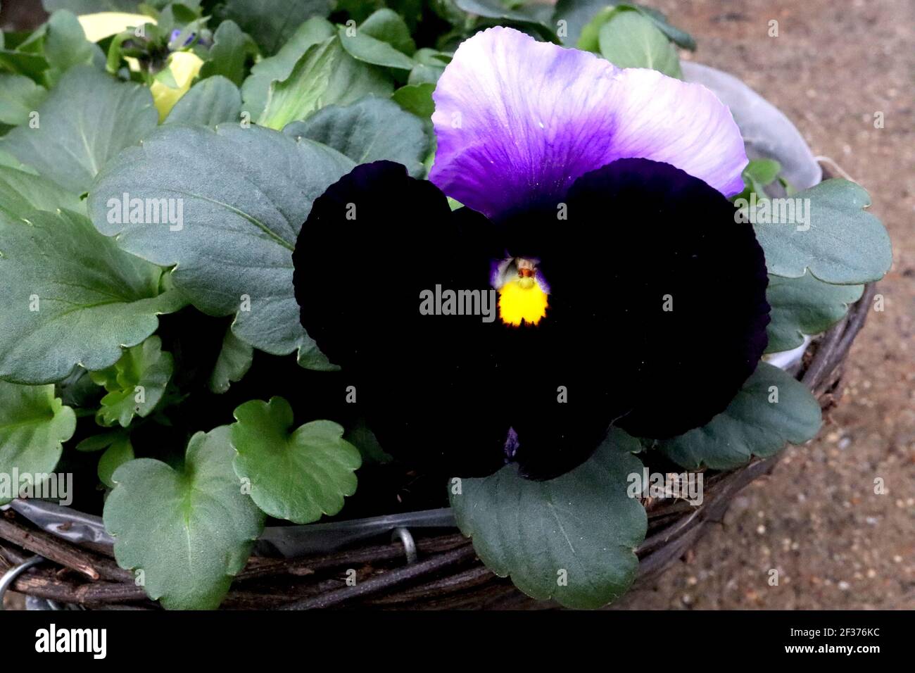 Viola x wittorockiana ‘Delta Premium Beaconsfield’ Beaconsfield Pansy – black and lilac flowers,  March, England, UK Stock Photo