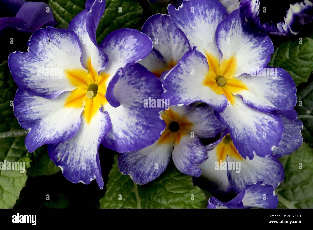 Primula ‘Megan Elcora Blue’ white primroses with wide deep purple edges and yellow centre,  March, England, UK Stock Photo