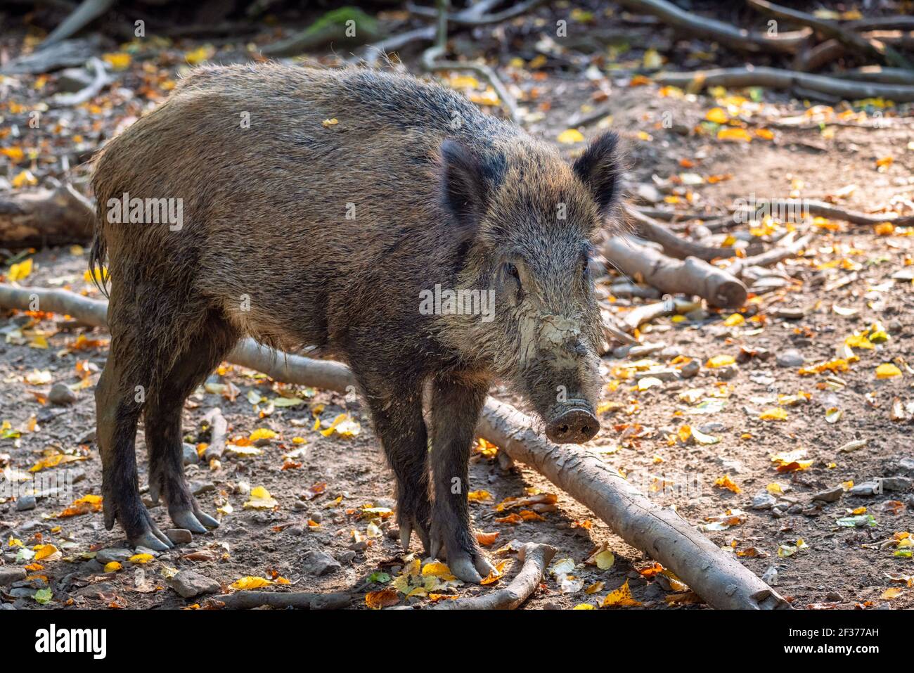Animal magazines hi-res stock photography and images - Alamy