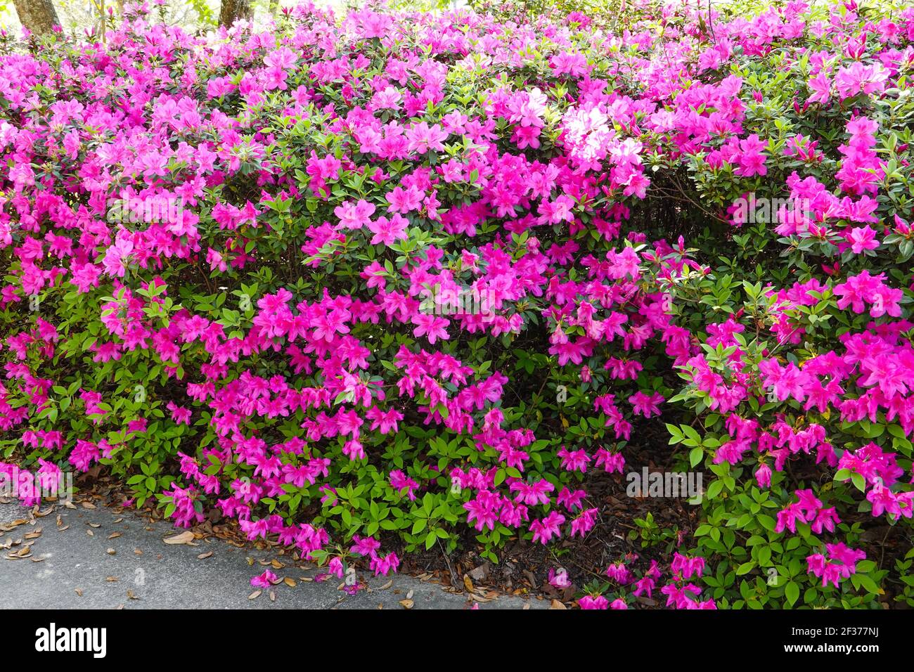 Purple, blooming azalea hedges in a Gainesville neighborhood signal