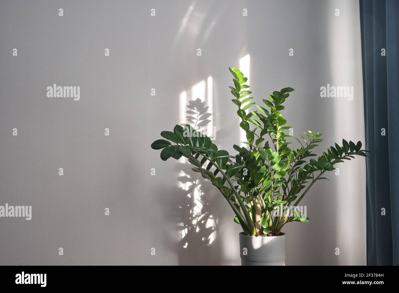 Zamioculcas or Zanzibar gem, ZZ plant, Zuzu plant grown at the nursery