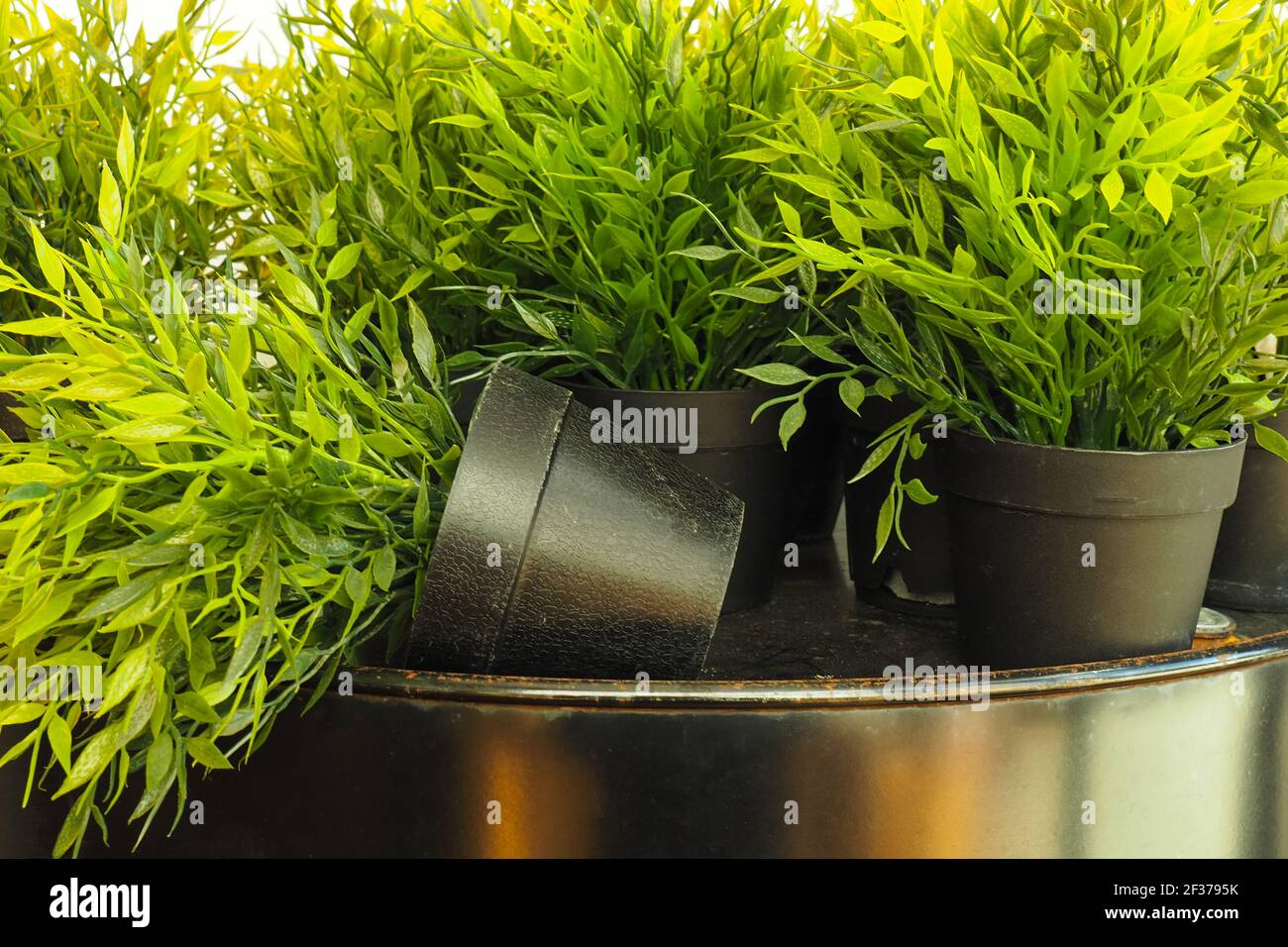 artificial flowers in black pots on an old oil barrel Stock Photo Alamy