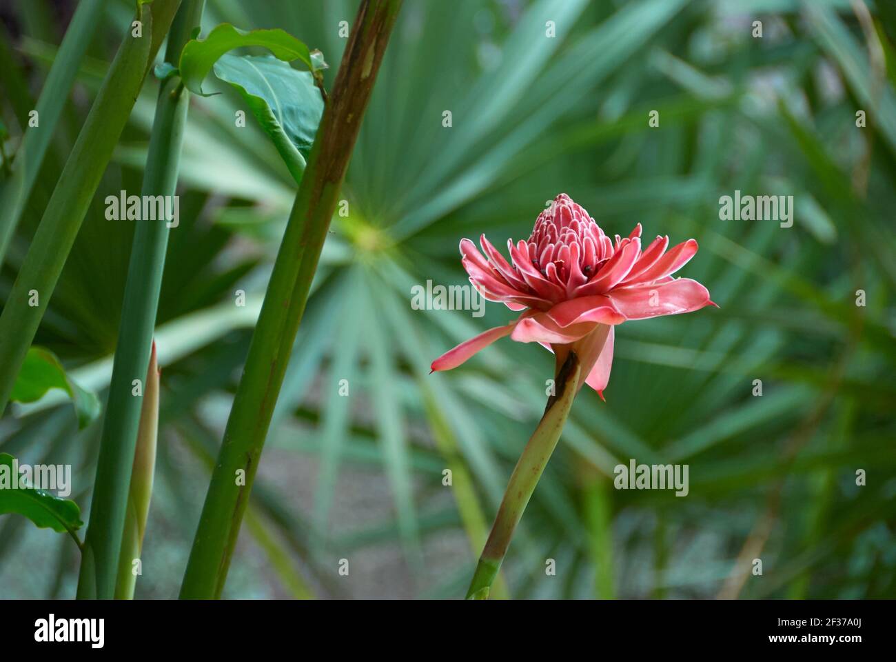 Red Torch Ginger on green tropical background Stock Photo