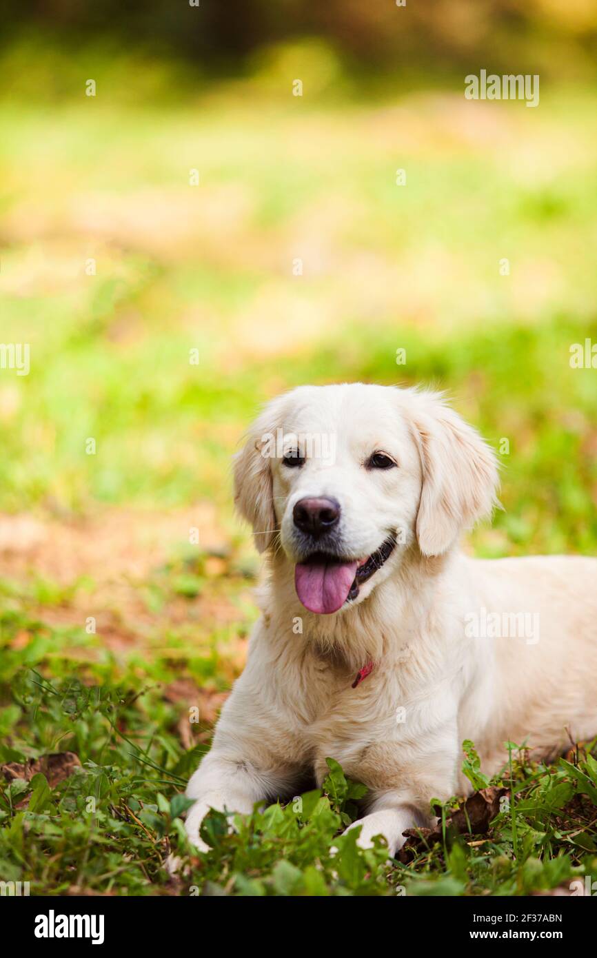 The happy Golden retriever is lying in the backyard Stock Photo - Alamy