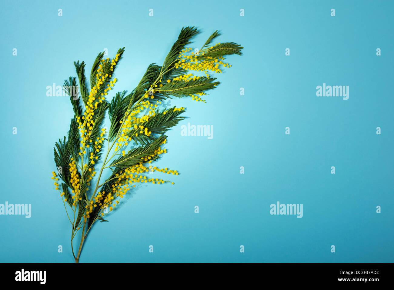 Branch of Acacia dealbata, the silver wattle, blue wattle and mimosa isolated on blue background. Spring celebration concept banner with copy space. Stock Photo