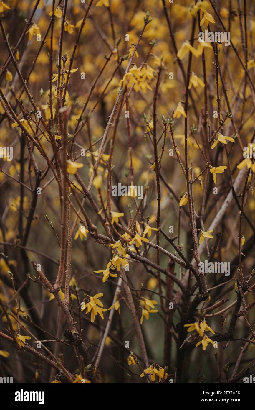 Thin yellow branches hi-res stock photography and images - Alamy