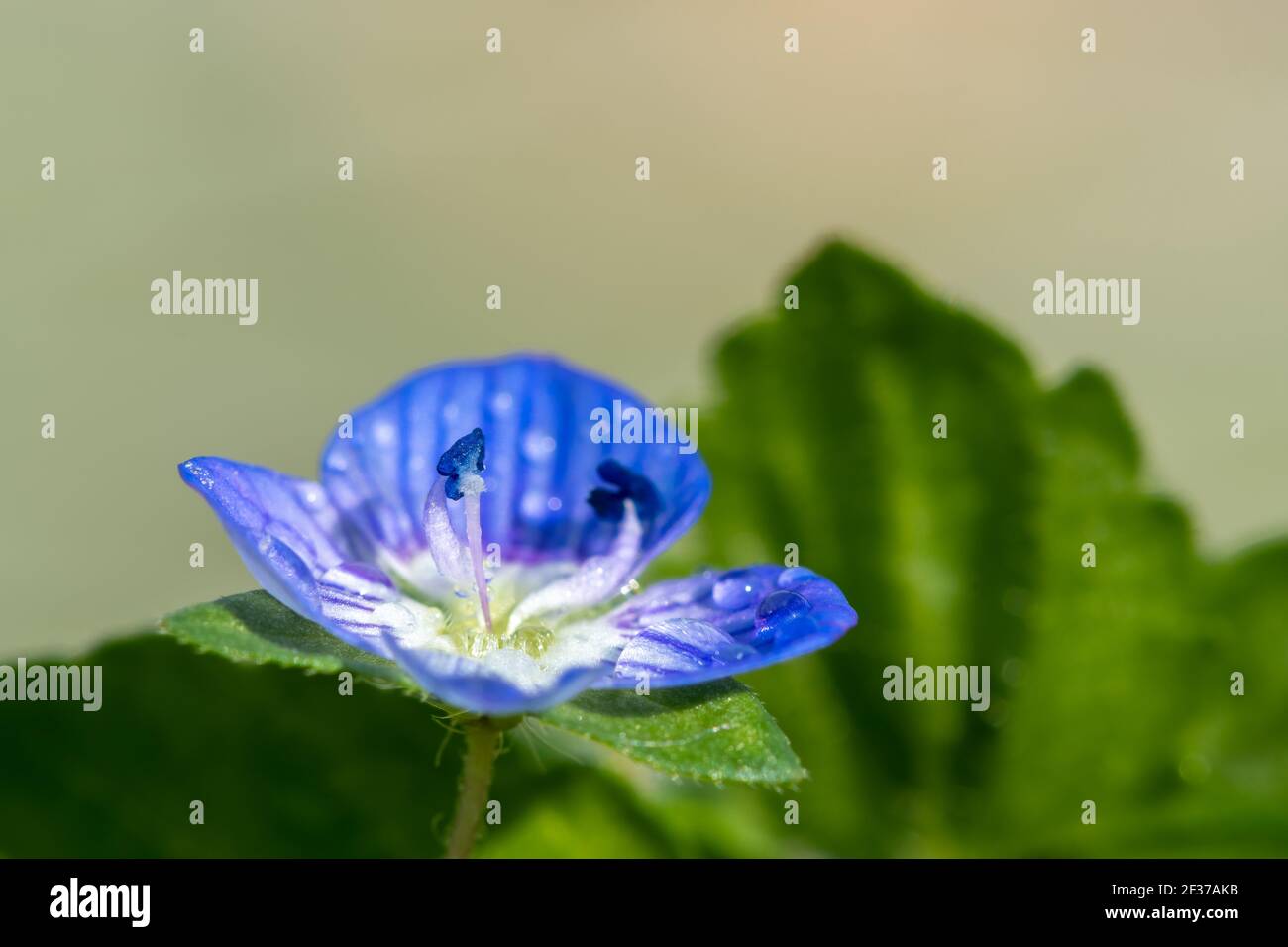 Macro shot of a common speedwell (veronica arvensis) flower Stock Photo