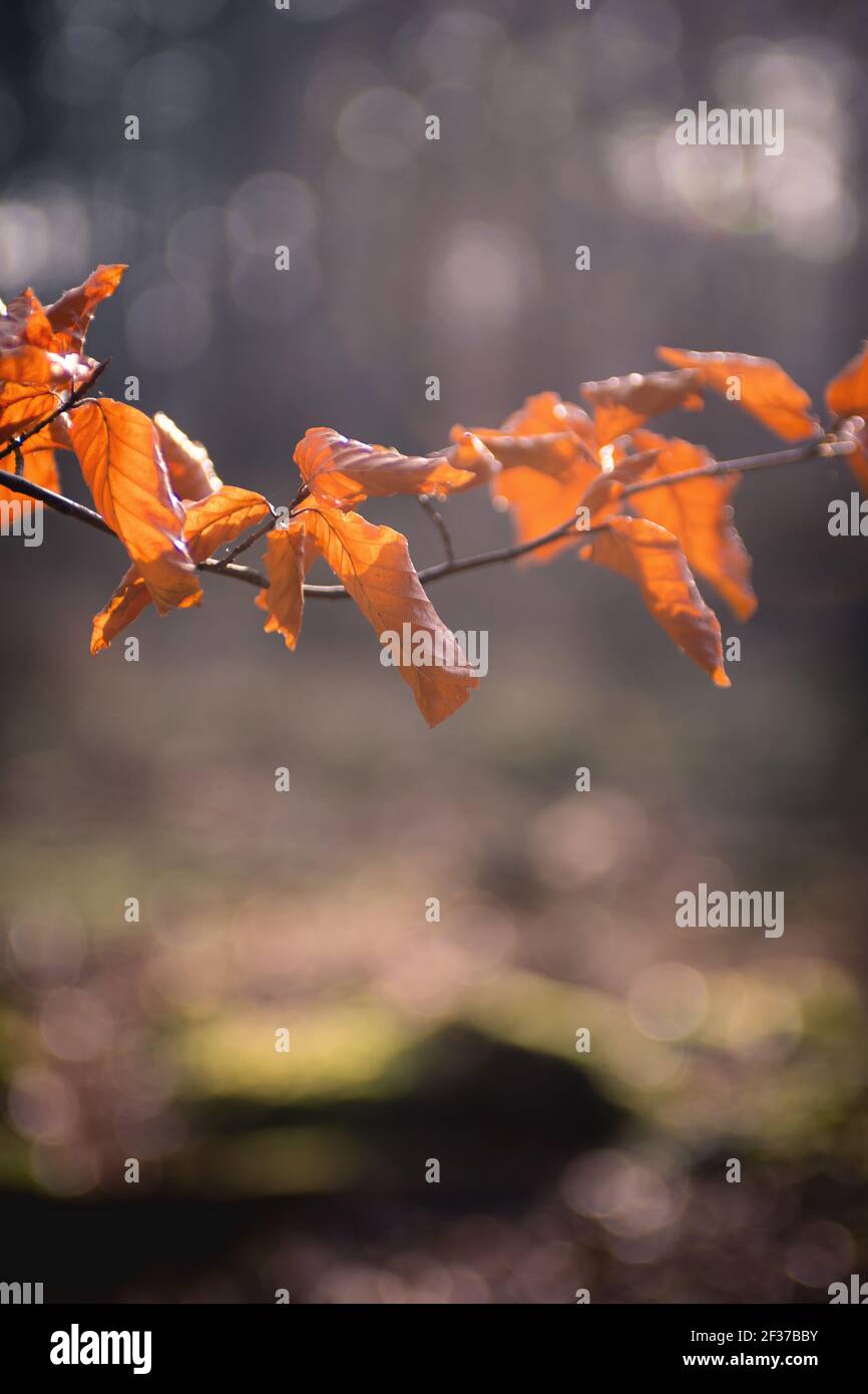 A vertical shot of dried leaves on a tree branch in a forest under the ...