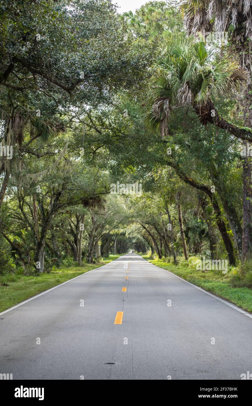 Drive through the banyan trees at the tunnel of trees in Florida, lonely road, tree lined highway, beautiful nature Stock Photo