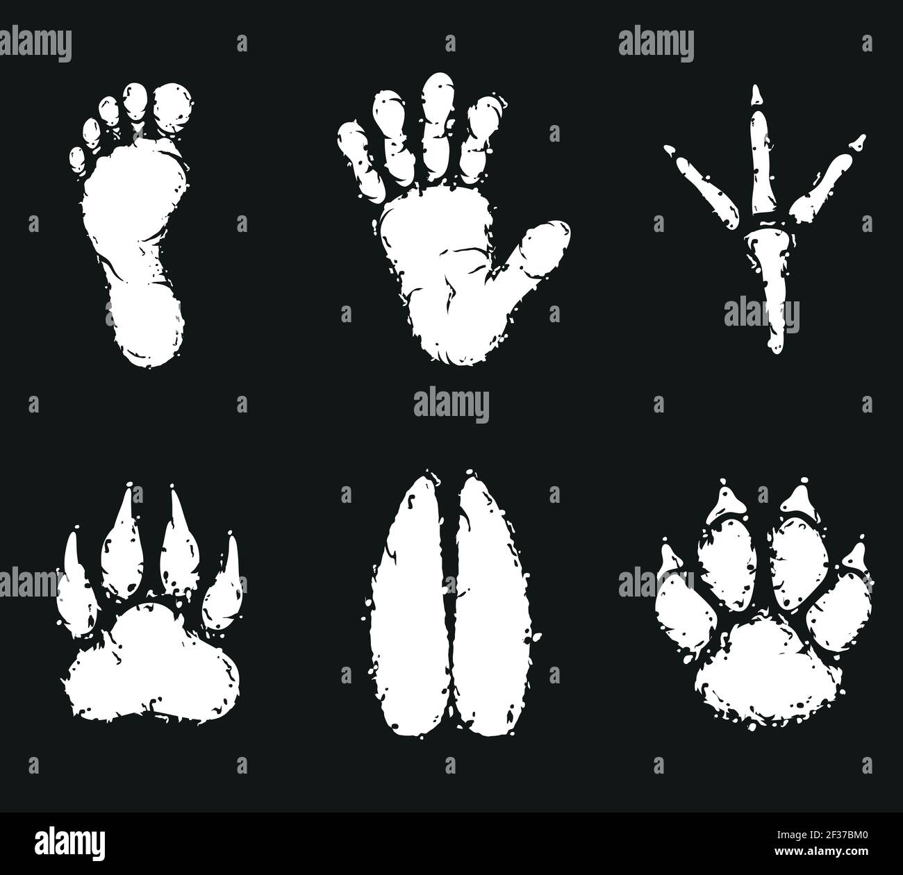115,767 Animal Footprints Images, Stock Photos, 3D objects