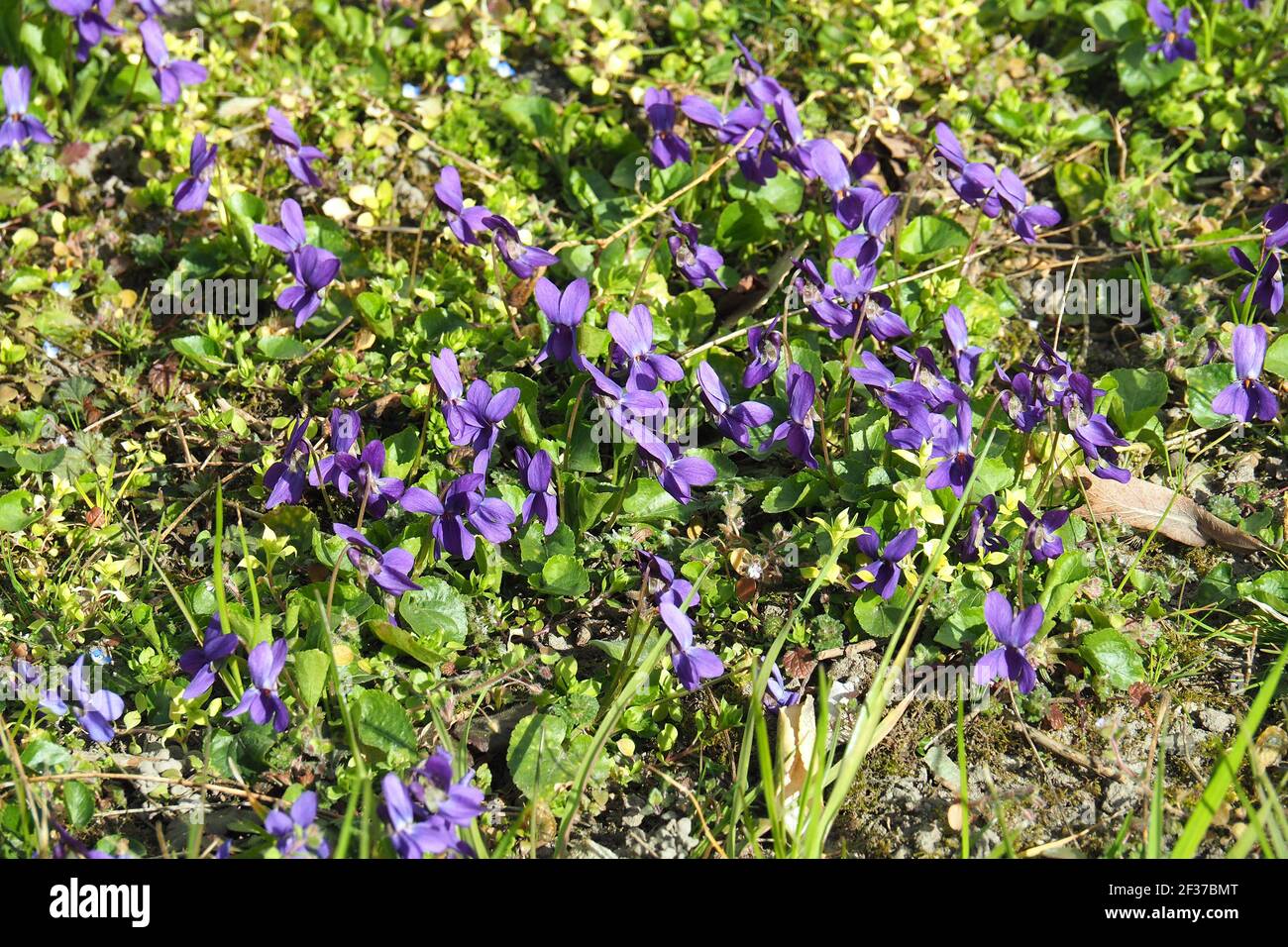 wood violet, sweet violet, common violet, Duftveilchen, Violette ...