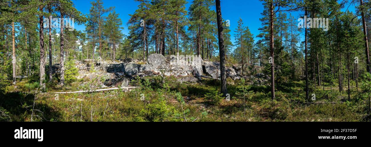 Scenic panorama of wild pine tree forest in Swedish mountains, hot summer day, blue sky with small white clouds, still air, no wind. Concept of nature Stock Photo