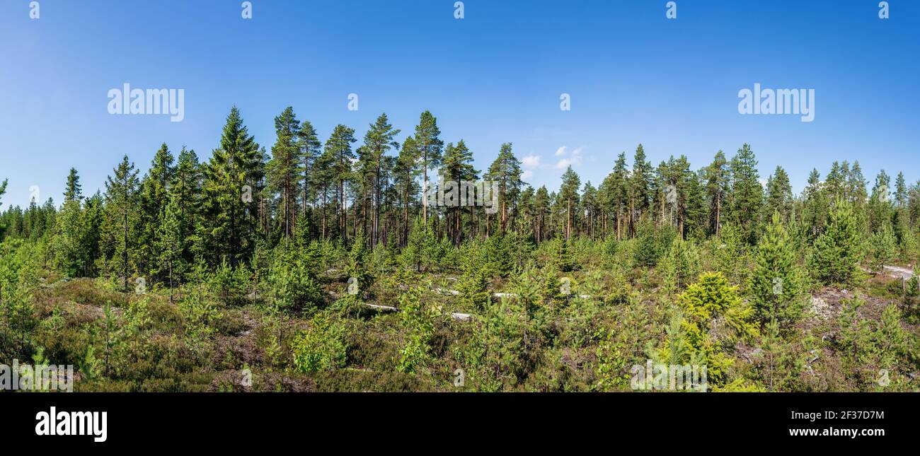 Summer day panorama of younger small pine trees in front of older forest. Hot summer day in wilderness of Lapland, Sweden Stock Photo