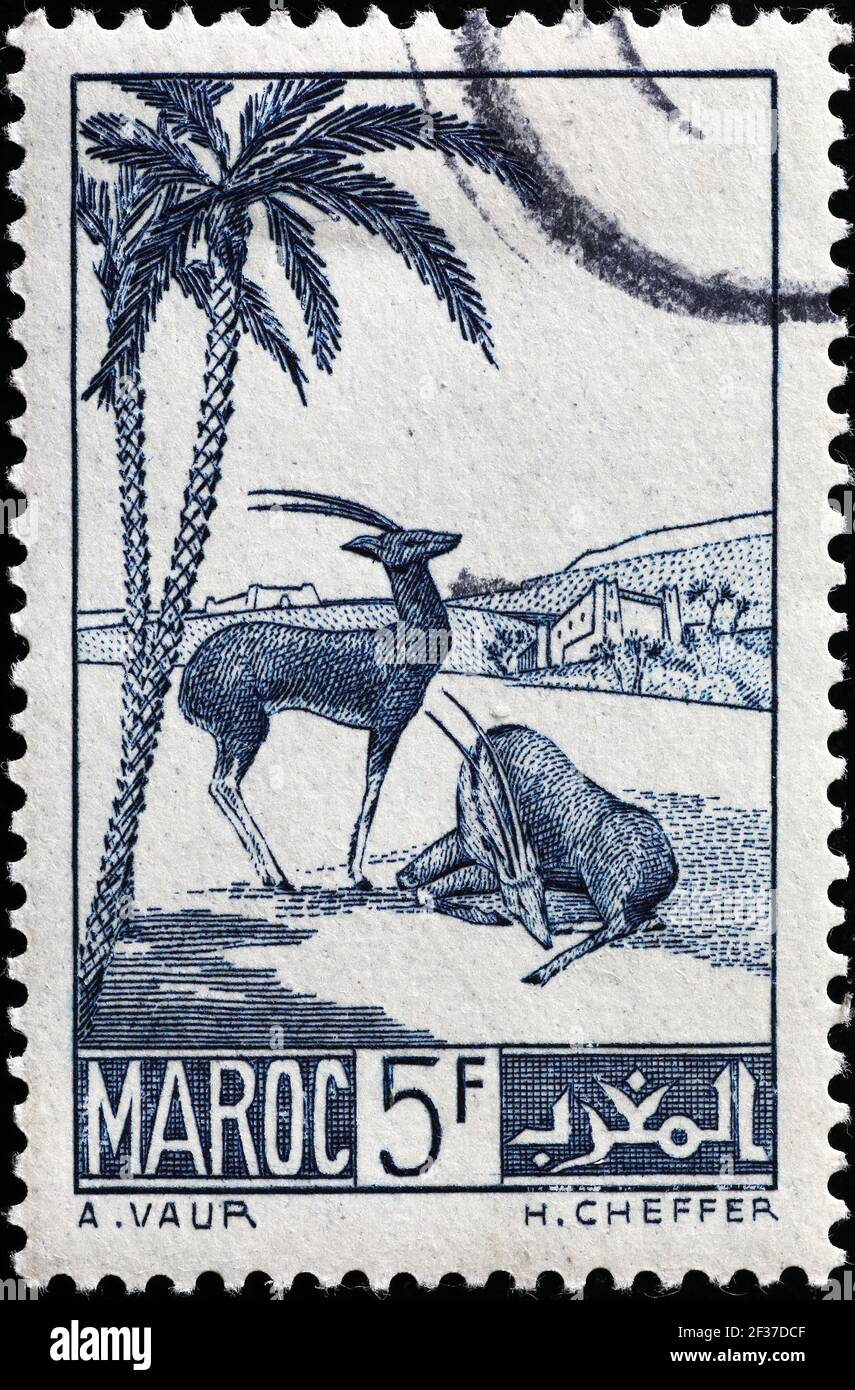 Antelopes on ancient moroccan postage stamp Stock Photo