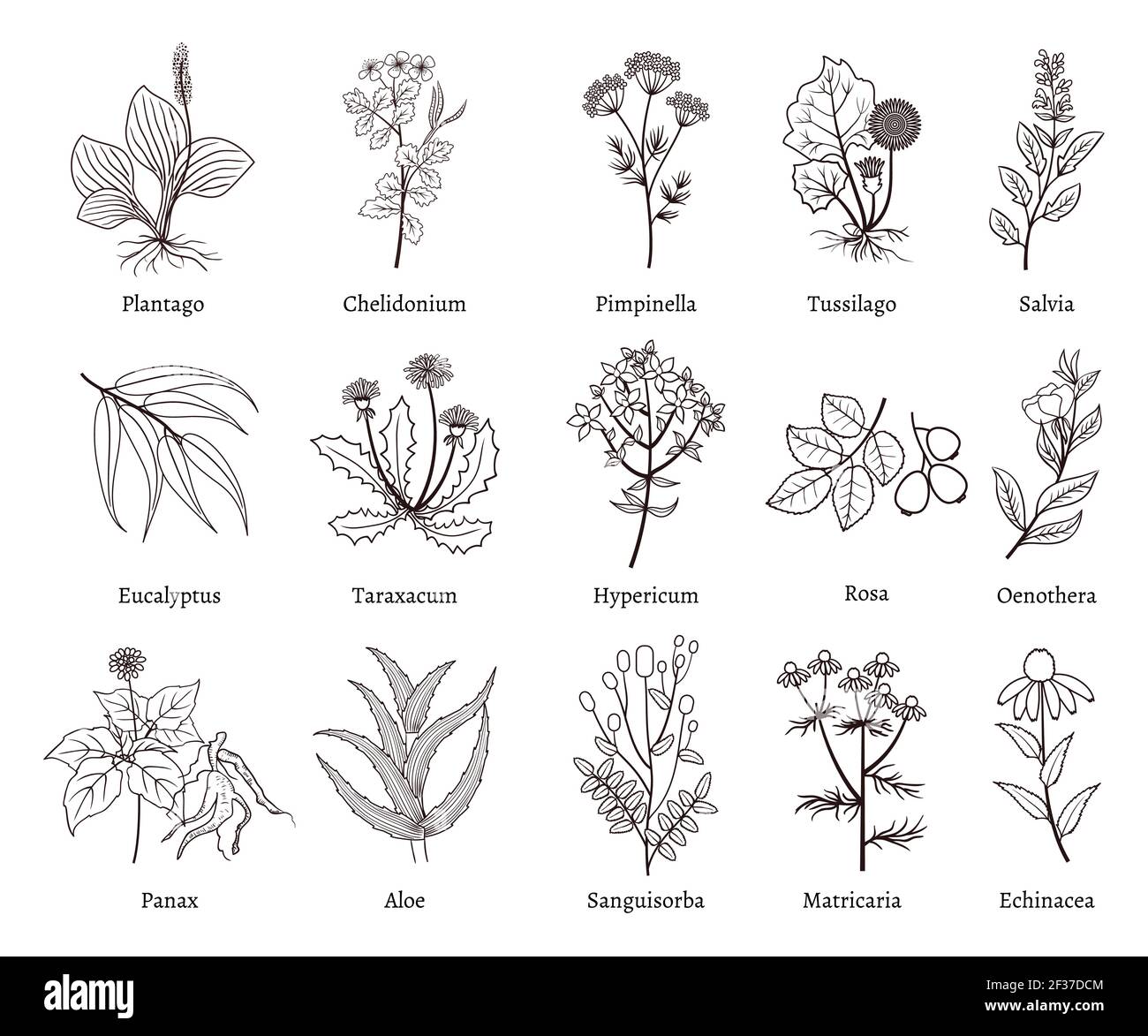 Plant Drawing Images - Free Download on Freepik