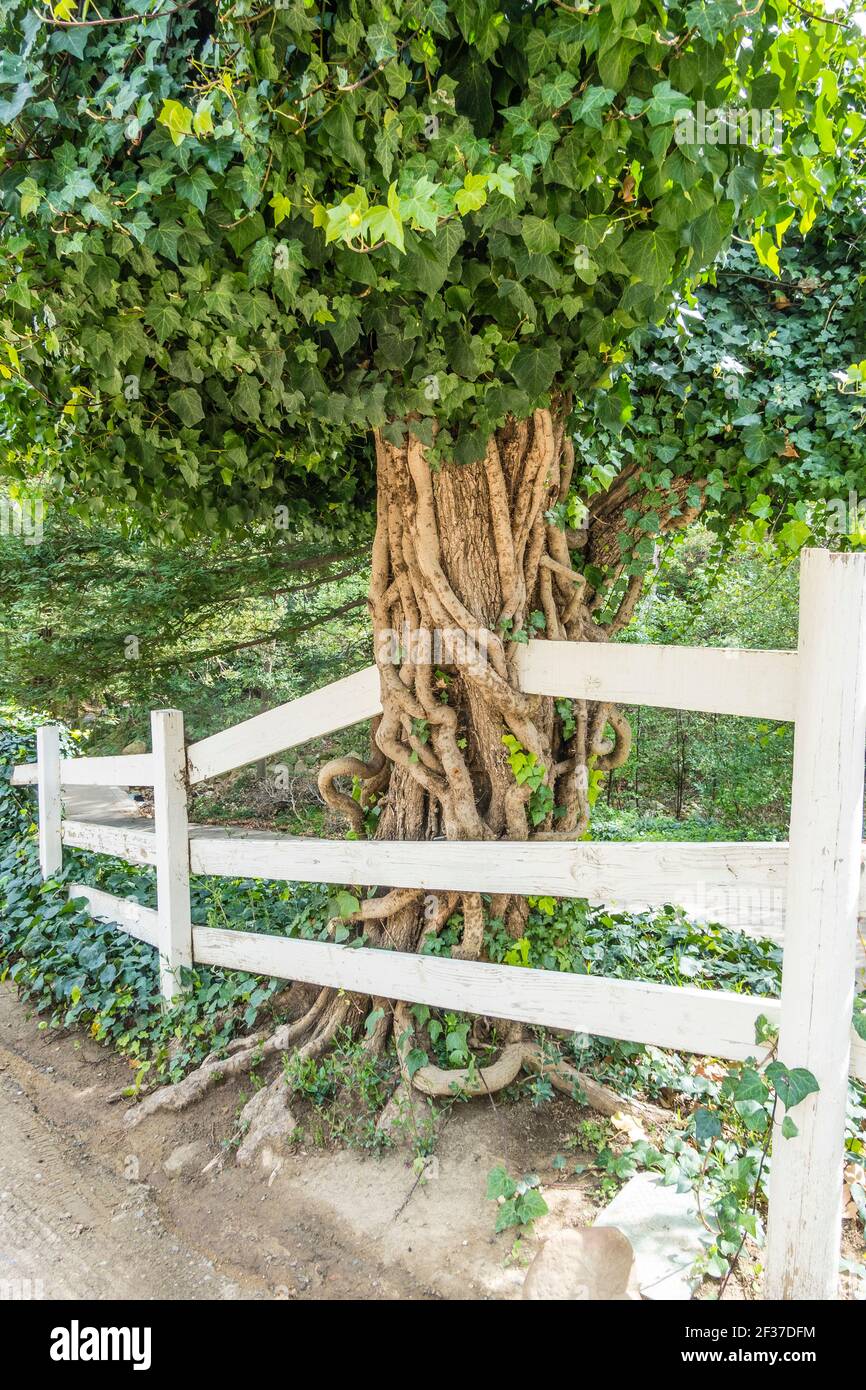 Vine covered tree with intertwined vines Stock Photo