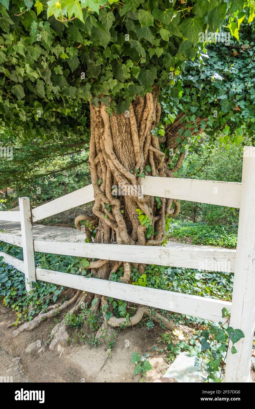Vine covered tree with intertwined vines Stock Photo Alamy