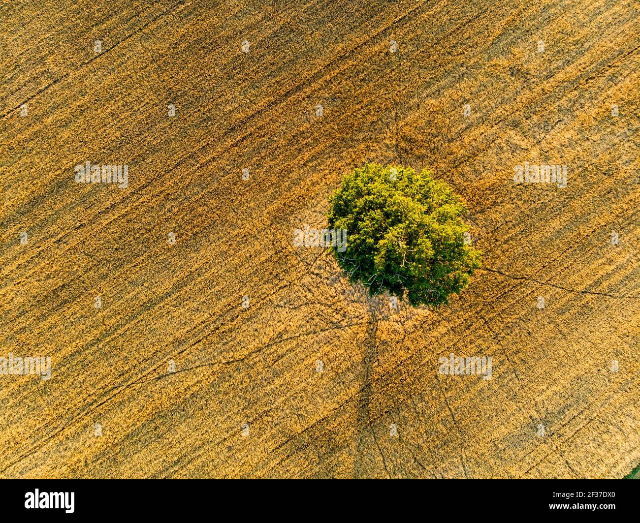 Aerial view of agricultural parcels of different crops. Lone tree in the middle of a field. Hay bale fields and farmlands of Lithuania. Sunny summer e Stock Photo