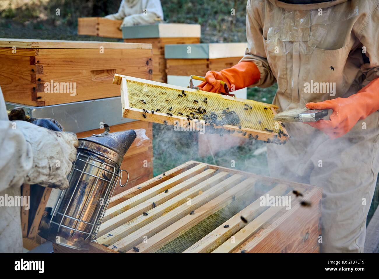Apiarist working with yours bees to achieve the sweet honey Stock Photo